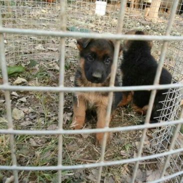 德国牧羊犬公德牧幼犬出售公母都有任意挑选