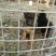 德国牧羊犬公德牧幼犬出售公母都有任意挑选