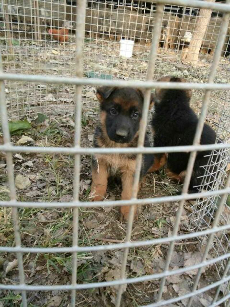 德国牧羊犬公德牧幼犬出售公母都有任意挑选