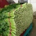 河北芹菜质量好价格低量大优惠常年供应欢迎咨询一手货源