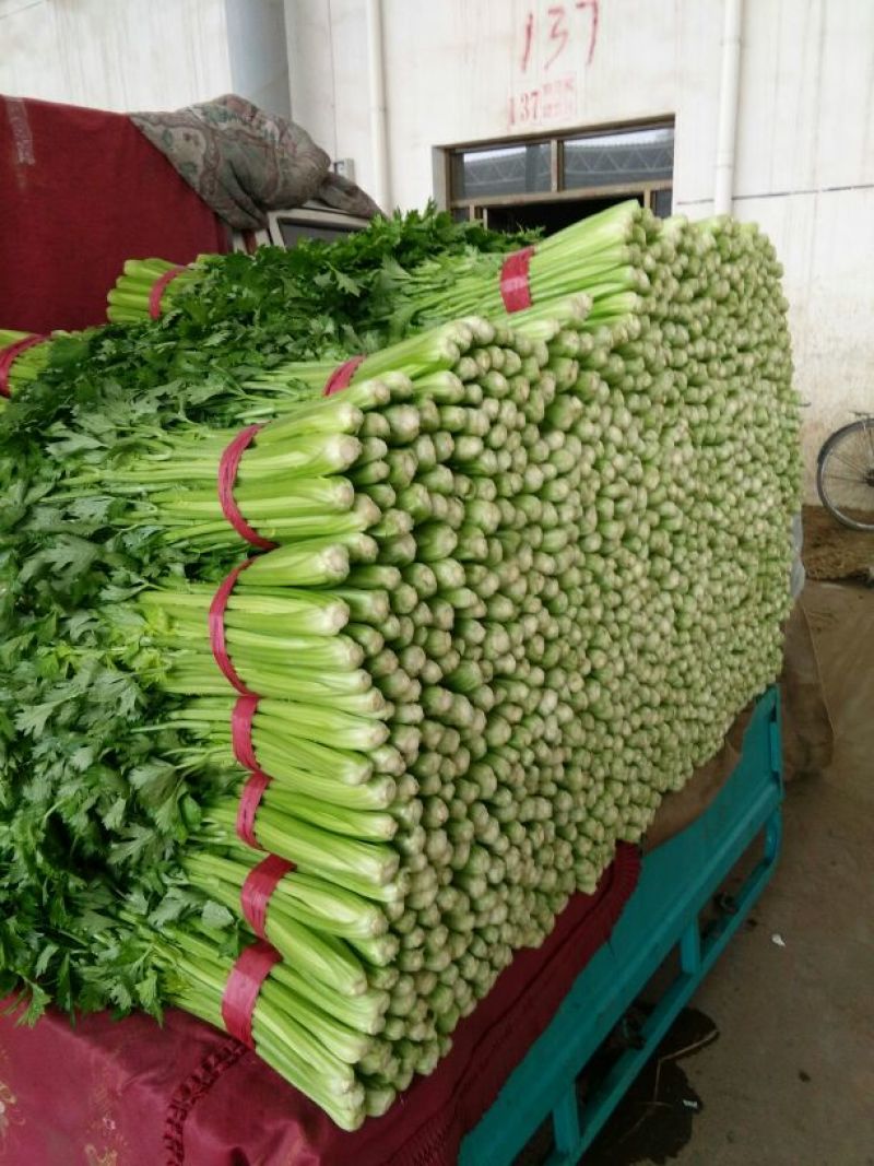 河北芹菜质量好价格低量大优惠常年供应欢迎咨询一手货源