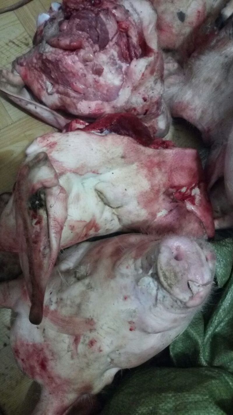 猪头肉散装