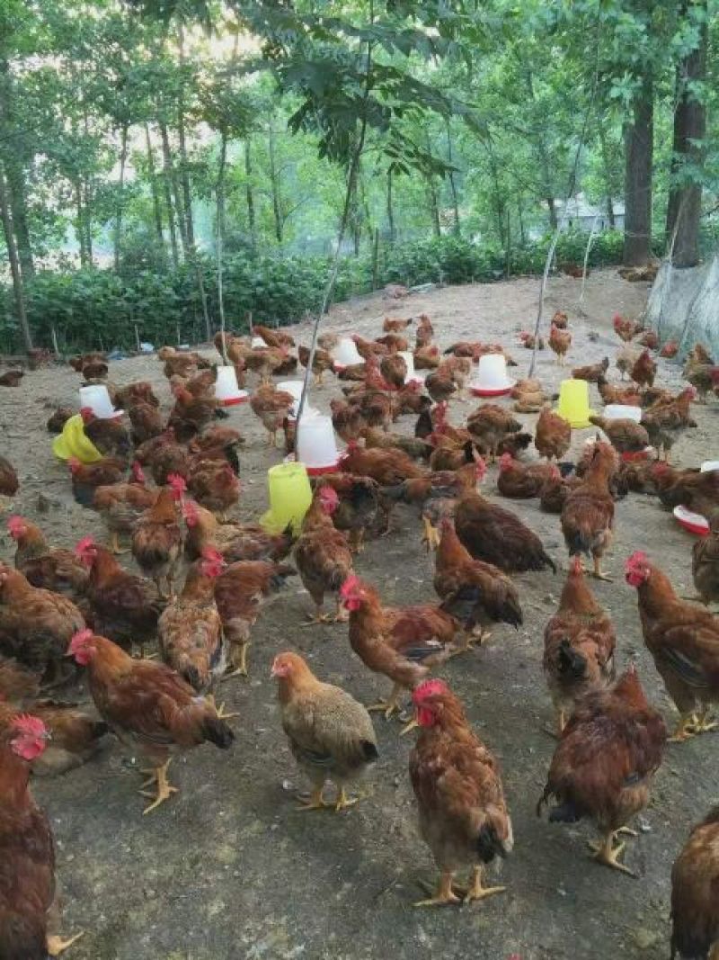 土鸡6月以下