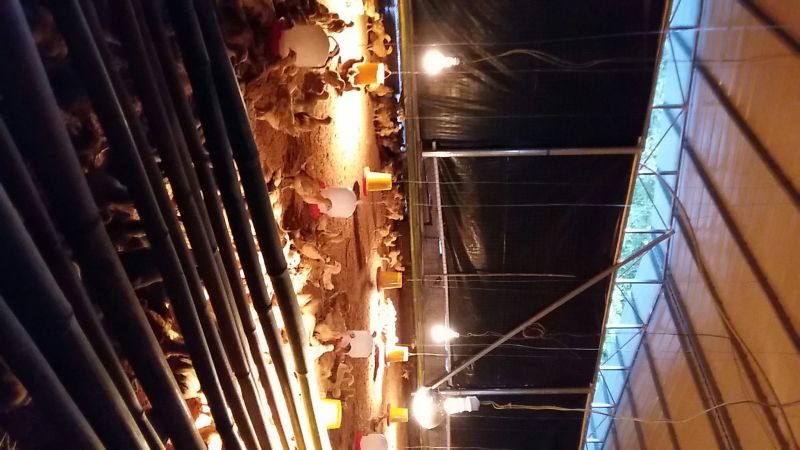 土鸡苗1斤以下