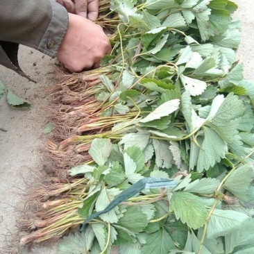 全明星草莓苗30~40cm