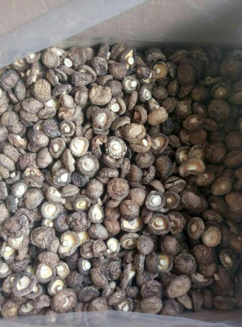 干香菇3cm以上