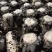 黑木耳