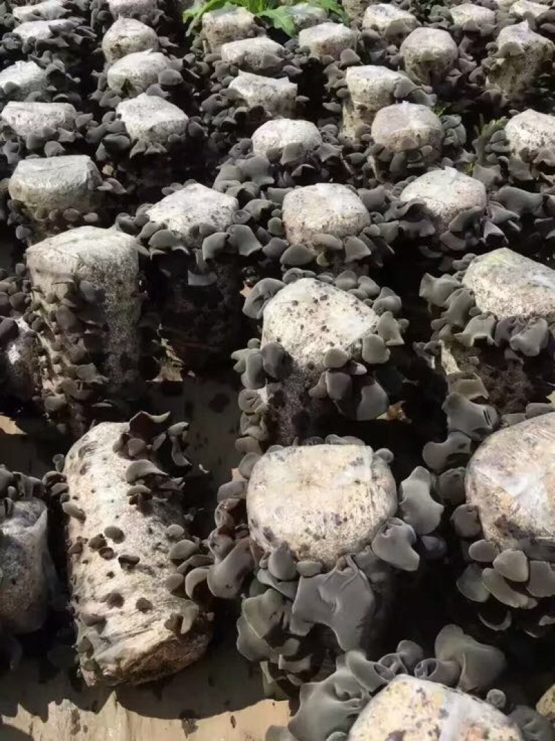 黑木耳