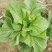 青菜30cm以上