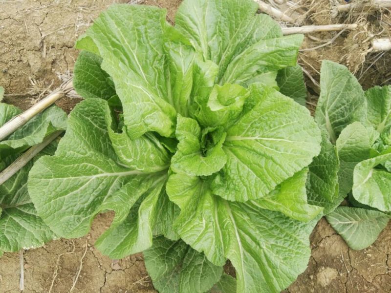 青菜30cm以上