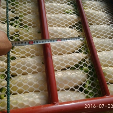 白萝卜1.5~2斤起