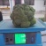 优秀西兰花