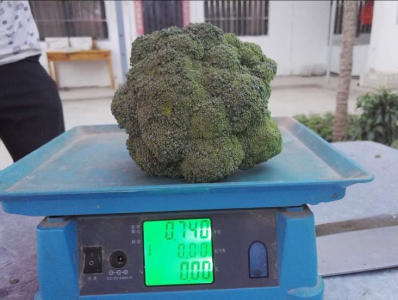 优秀西兰花
