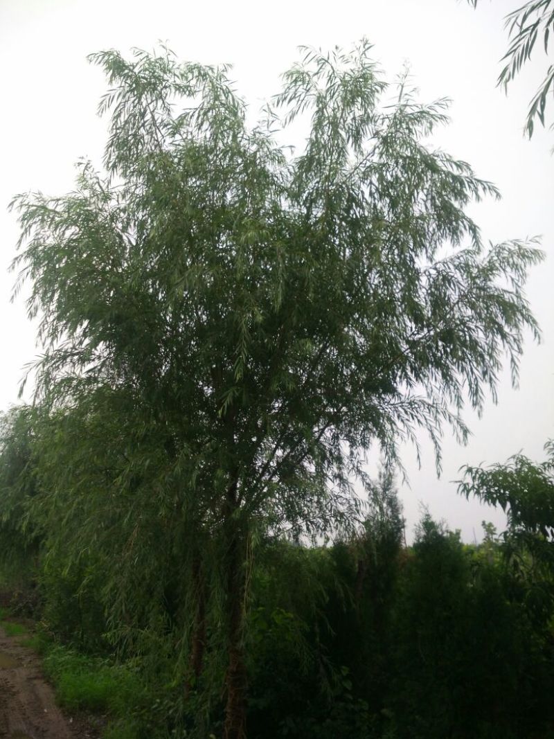 金丝柳10~12cm8~10cm3.5~4米