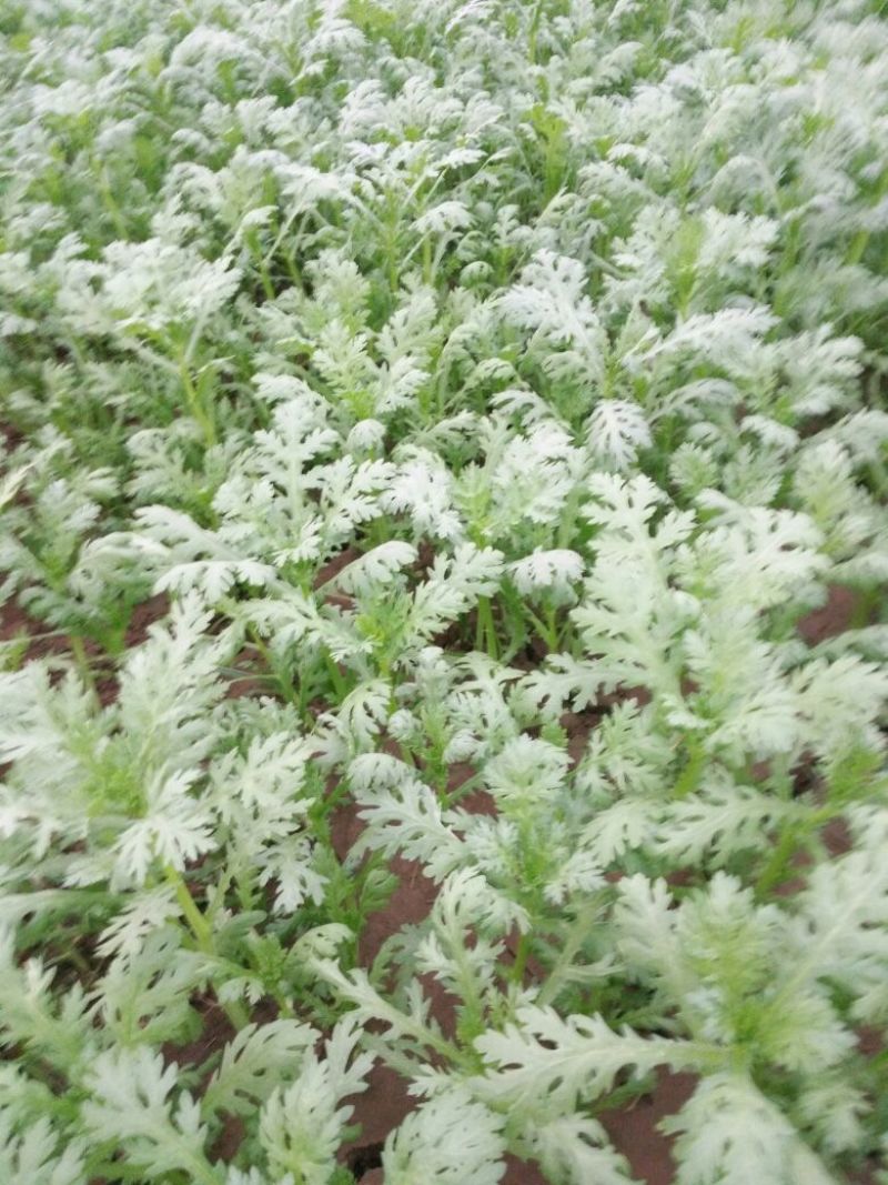 小叶茼蒿20~25cm