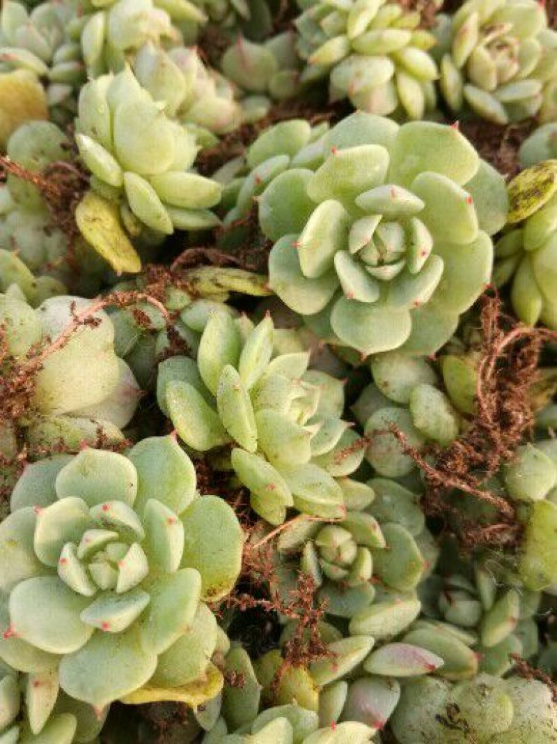 多肉植物不含盆
