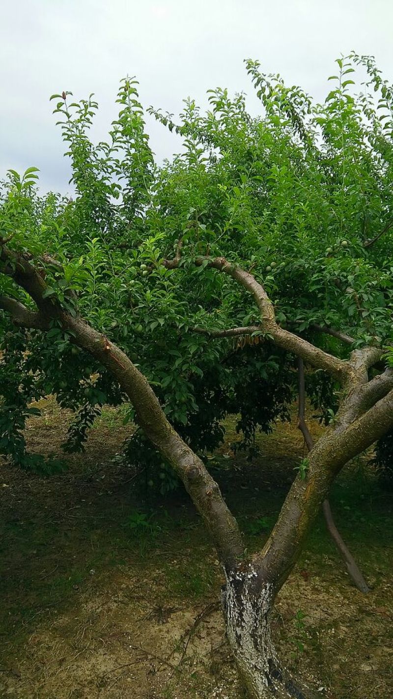 李子枝条