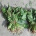 大叶菠菜25~30厘米