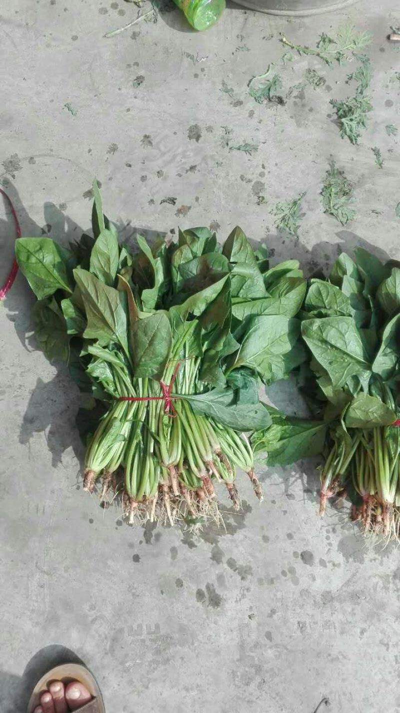 大叶菠菜25~30厘米
