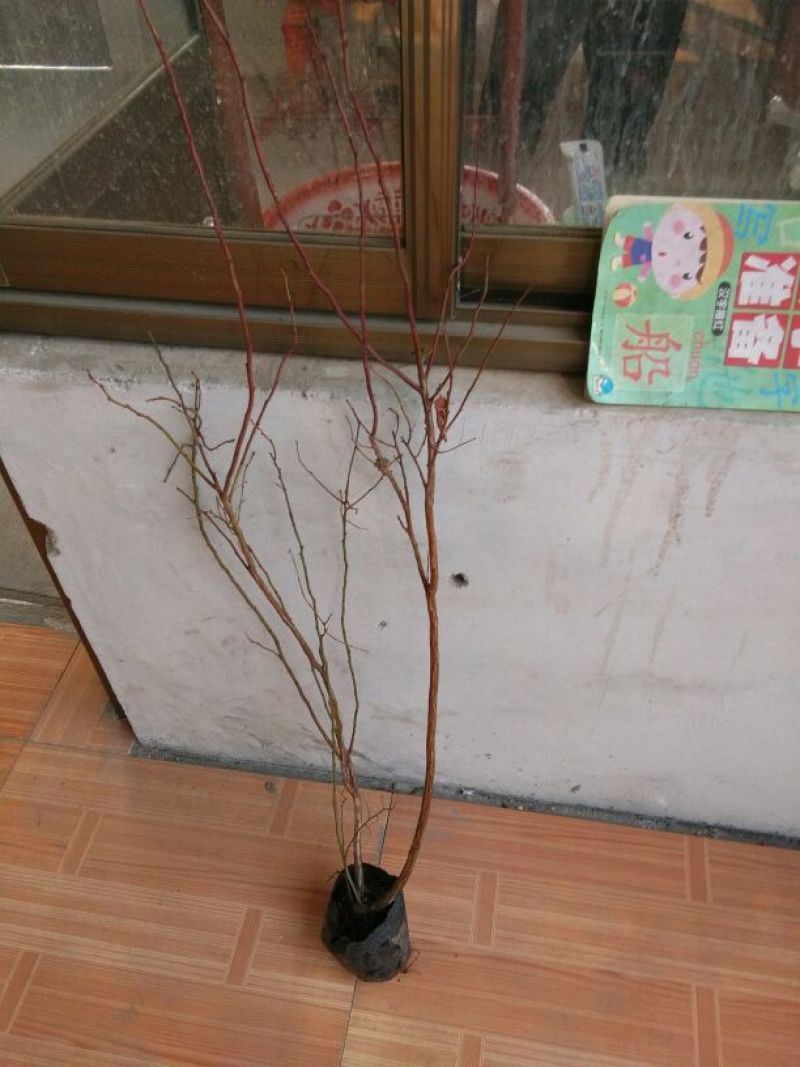 蓝莓苗50公分以上，1-3年蓝莓苗，需要的联系。