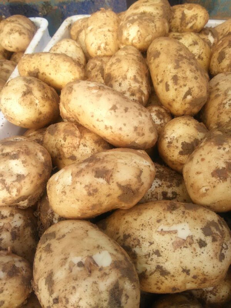 土豆实验一号3两以上黄心黄皮保质保量欢迎老板咨询