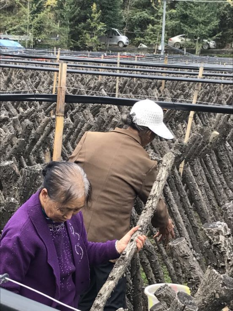 秋耳