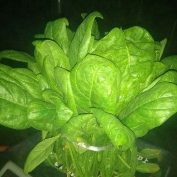 大叶菠菜20~25厘米