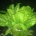 大叶菠菜20~25厘米