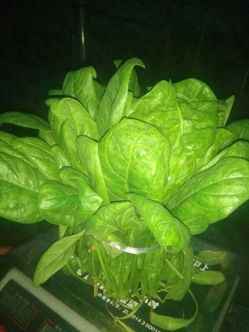 大叶菠菜20~25厘米