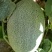 西州蜜瓜5斤以上椭圆形