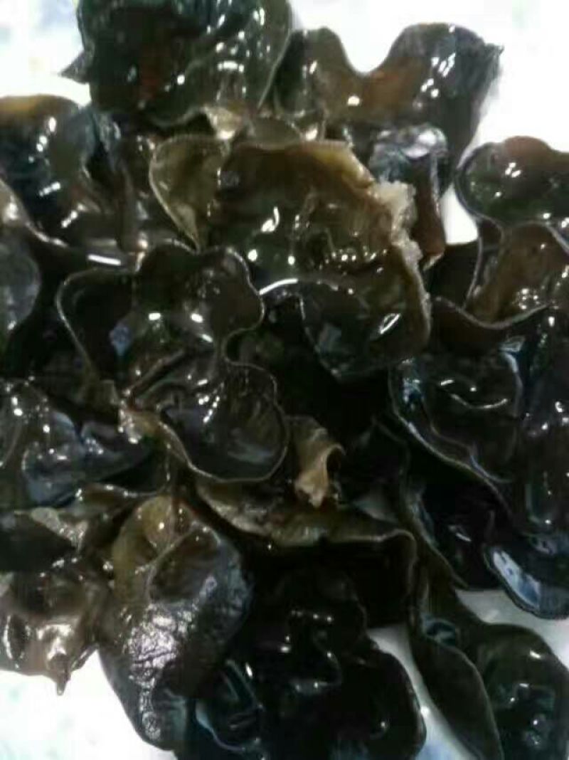 秋耳二级