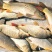 池鲤鱼食用1~2公斤