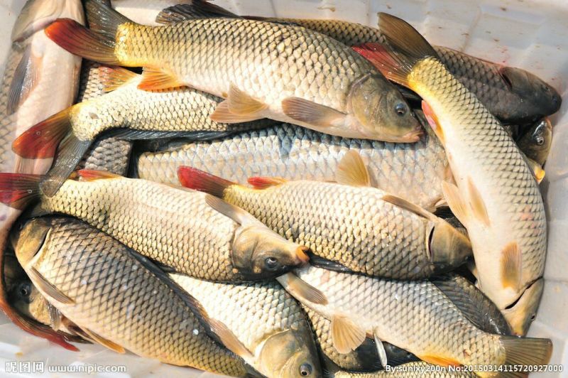 池鲤鱼食用1~2公斤
