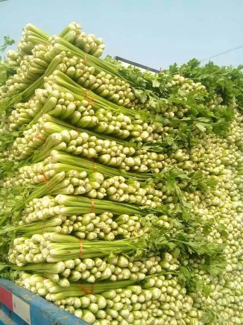 西芹金乡县西芹质优价廉