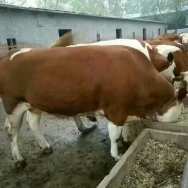 西门塔尔牛犊300