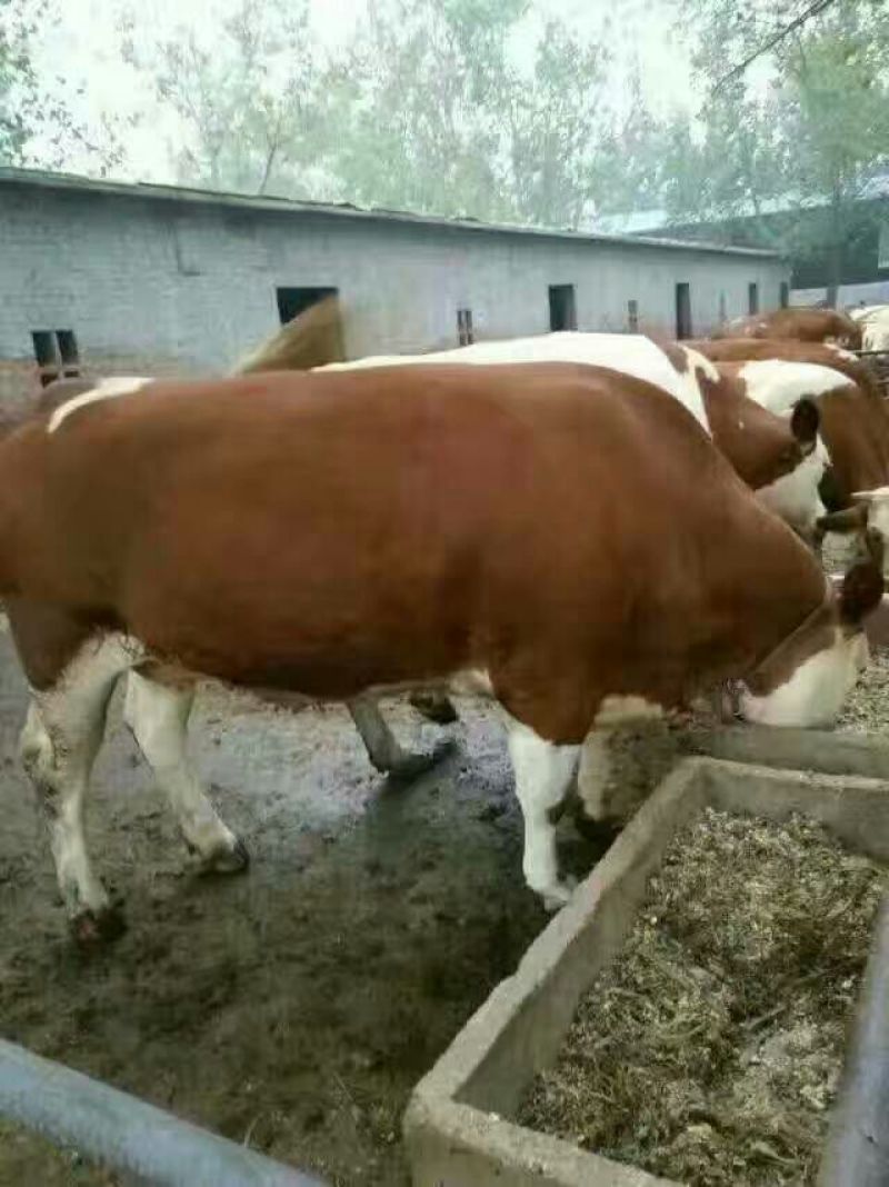 西门塔尔牛犊300