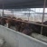 蒙古马200~300kg
