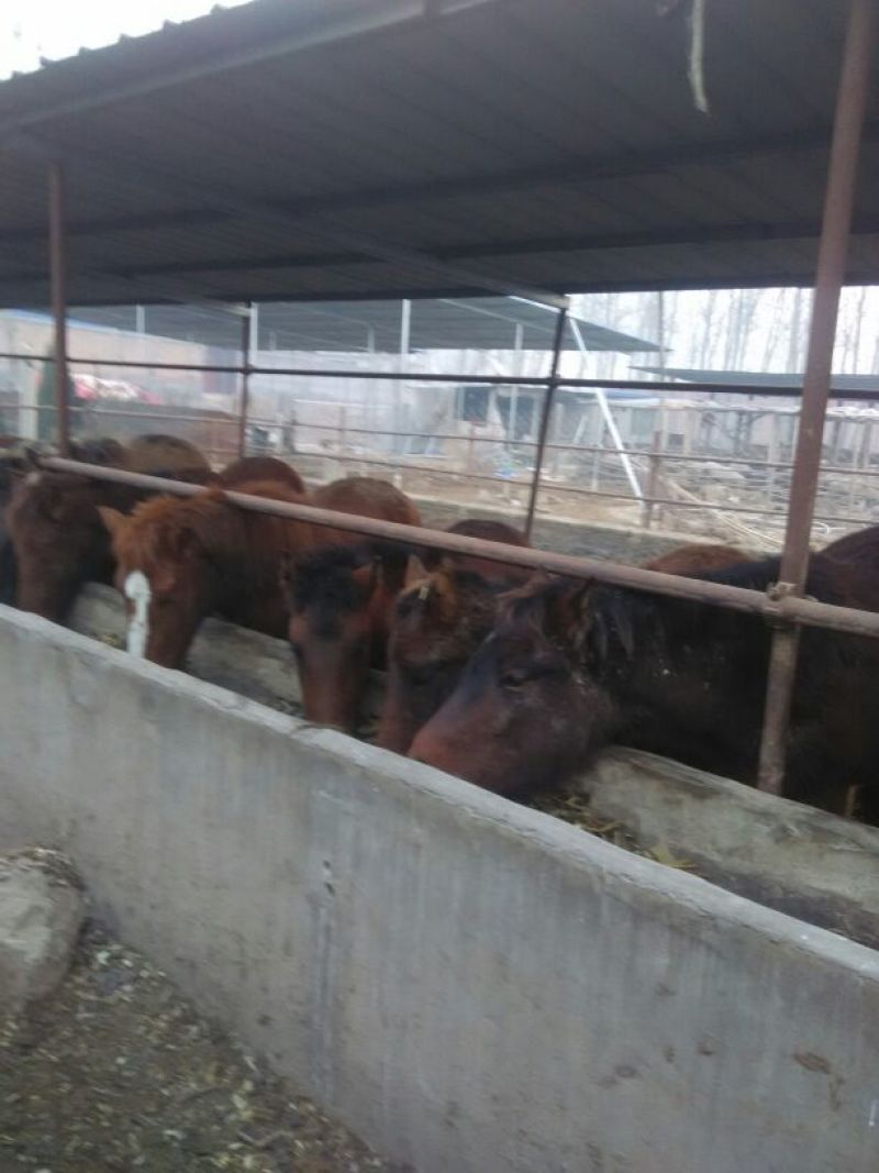 蒙古马200~300kg