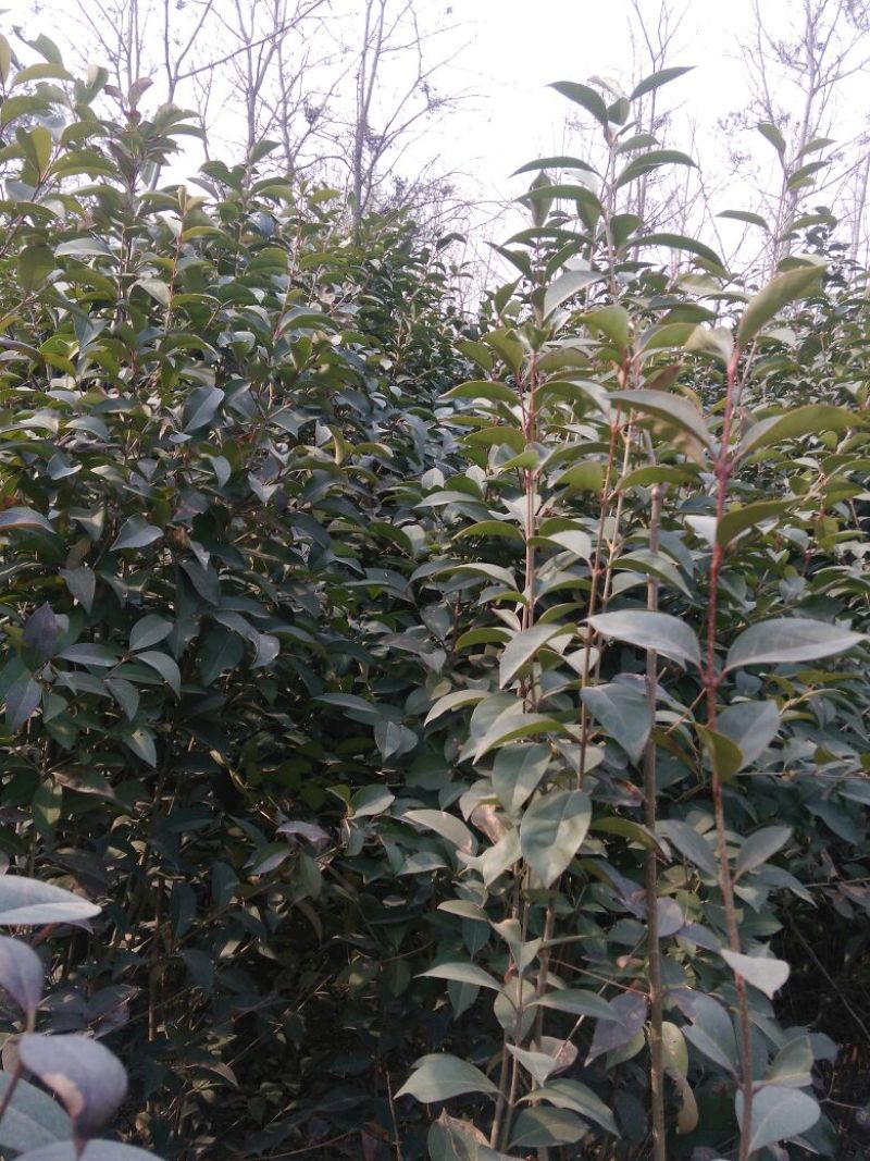 大叶女贞4cm以下