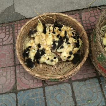 狮头鹅苗250g