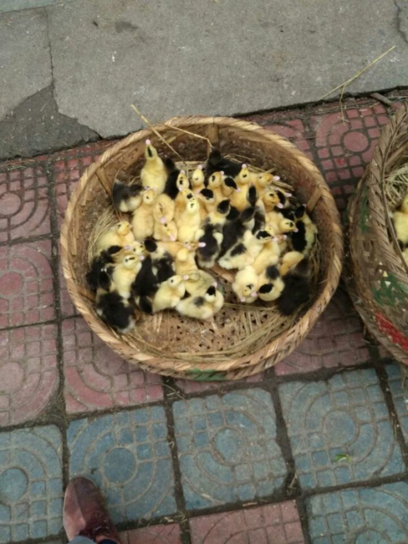狮头鹅苗250g