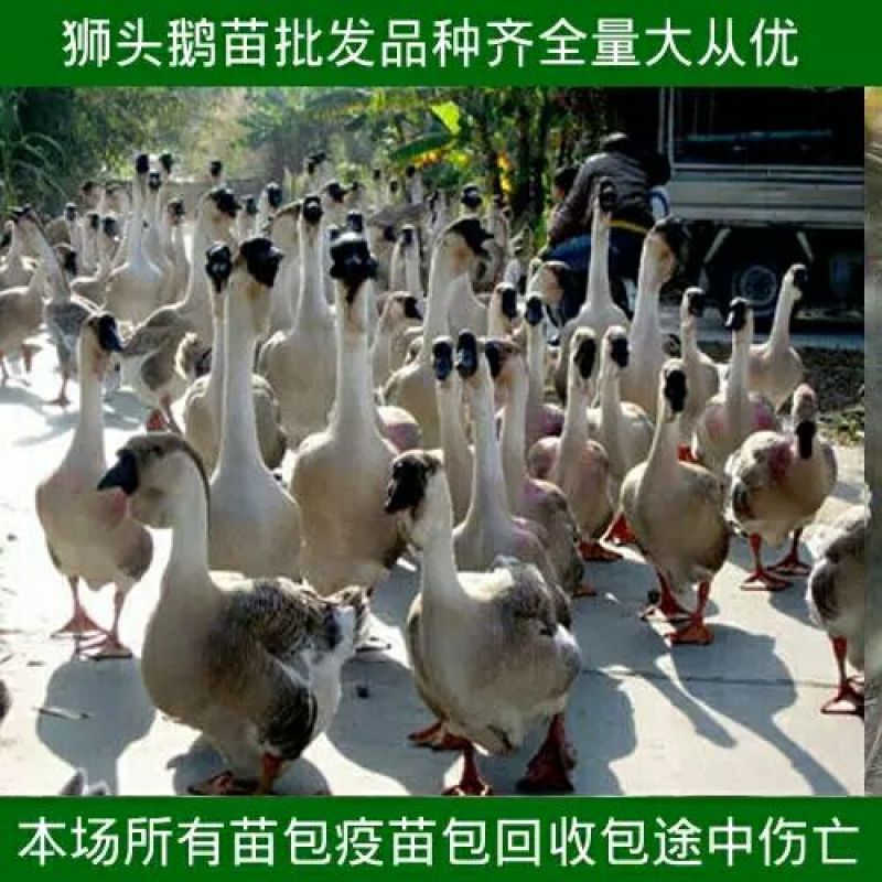 狮头鹅苗250g以上