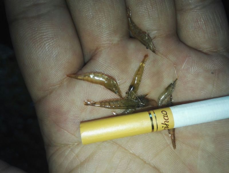 河虾活虾8只/kg以下