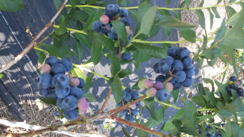 蓝莓4~6mm以上