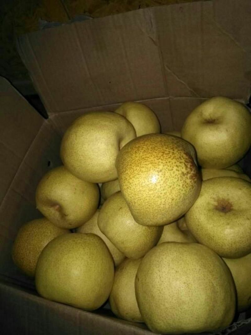 砀山梨300~350g光果