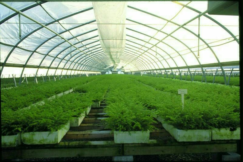 钢架大棚蔬菜大棚温室大棚