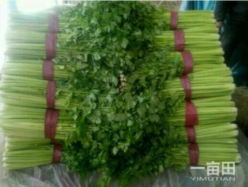 大棚优质西芹大量供应中