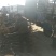 【桃树占地】4公分桃树占地桃树裸根截杆大桃树批发大桃树