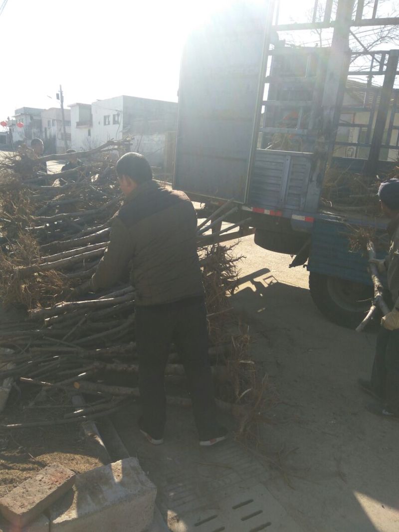 【桃树占地】4公分桃树占地桃树裸根截杆大桃树批发大桃树
