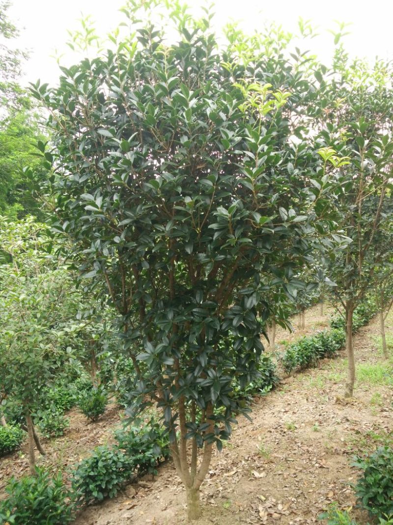 黄金桂花树12~14cm1.5~2米1~2米